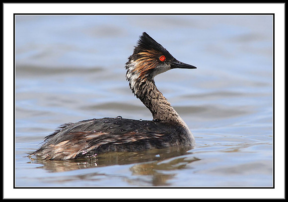 Eared Grebe