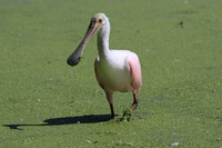 Roseate Spoonbill