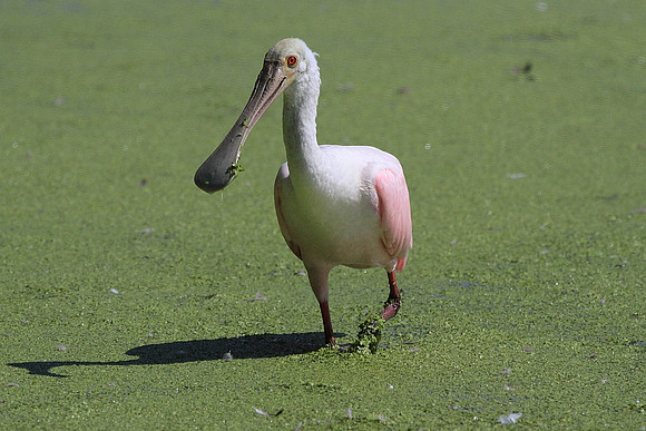 Roseate Spoonbill