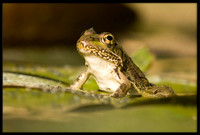 Rio Grande Leopard Frog