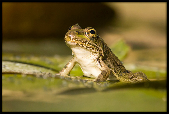Rio Grande Leopard Frog