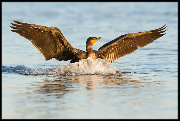 Cormorant