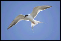 Forsters Tern