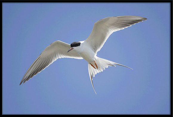 Forsters Tern
