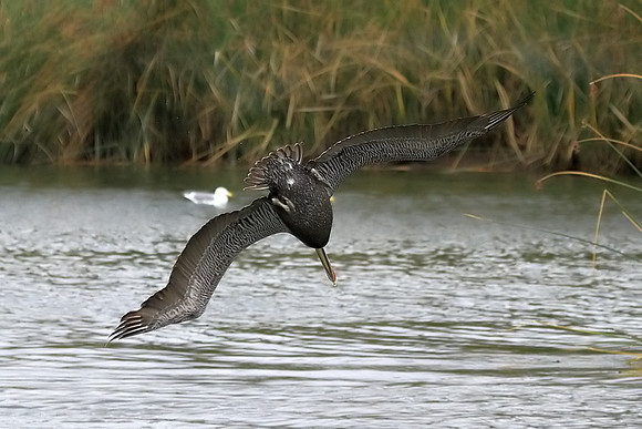 Brown Pelican diving