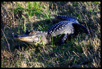 Alligator (Viera Wetlands, Florida)