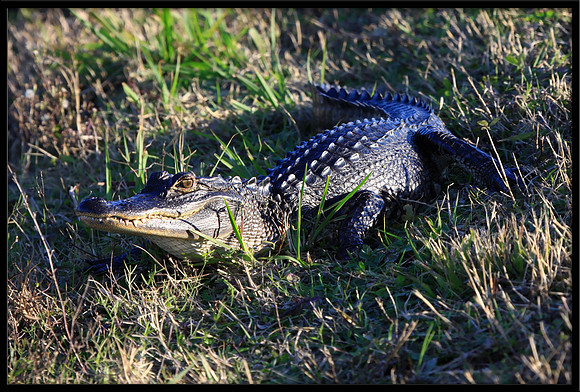 Alligator (Viera Wetlands, Florida)