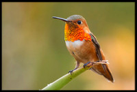 Allen's Hummingbird