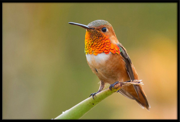 Allen's Hummingbird