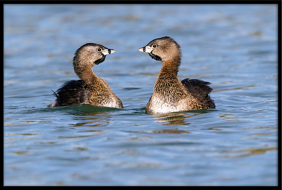 Pied-billed Grebe