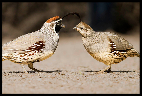 Mr. and Mrs. Gambel's Quail