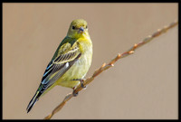 Lesser Goldfinch