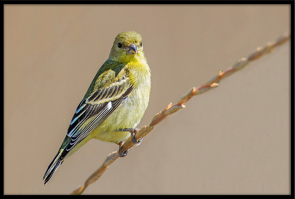 Lesser Goldfinch