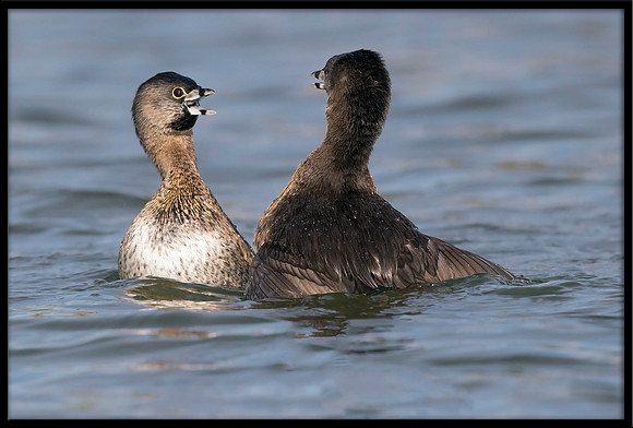 Pied-billed Grebe