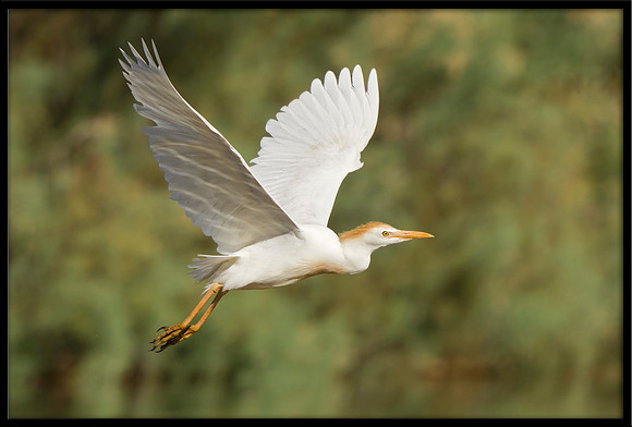 Western Cattle Egret