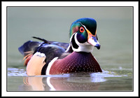 Wood Duck