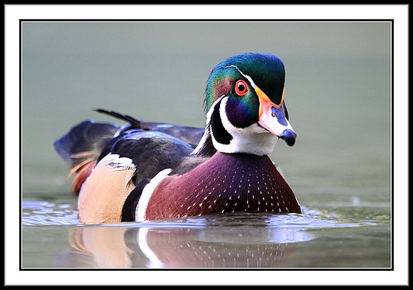 Wood Duck