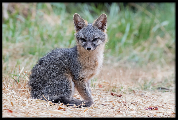 Grey Fox