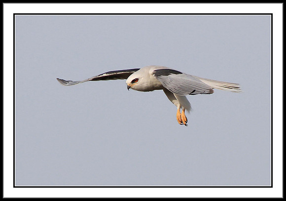 White Tailed Kite