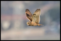 Short-eared Owl