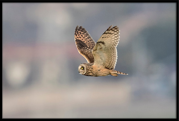 Short-eared Owl