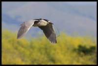Black-crowned Night Heron with nesting material