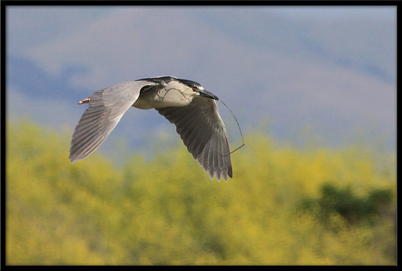 Black-crowned Night Heron with nesting material