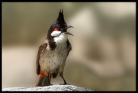 Red-whiskered Bulbul