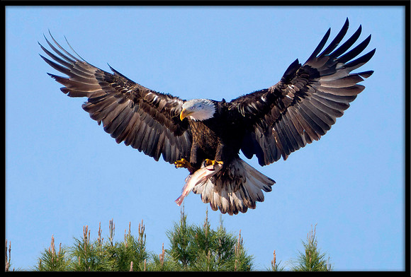 Bald Eagle