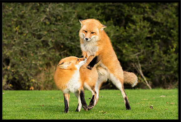Red Foxes