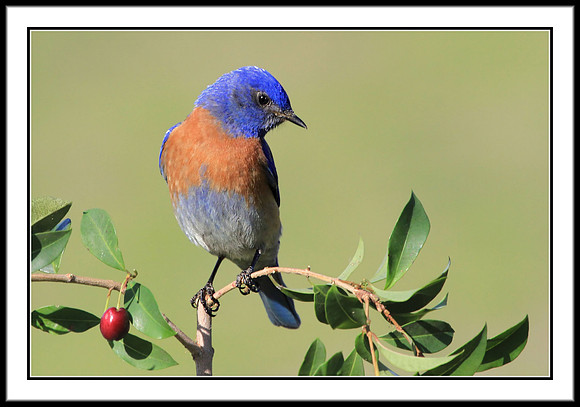 Western Bluebird