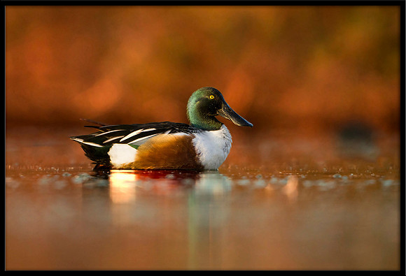 Northern Shoveler