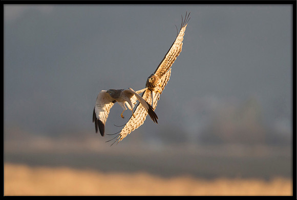 Northern Harrier couple