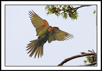 Wild Parrots in Temple City, CA