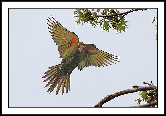 Wild Parrots in Temple City, CA
