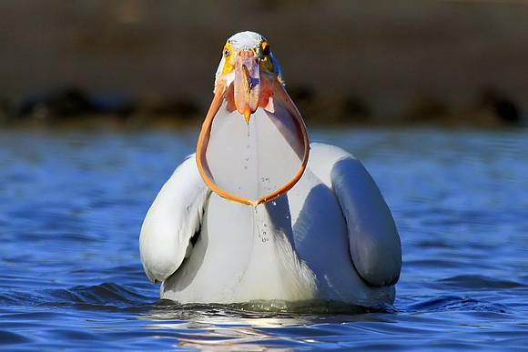 Pelican with open mouth