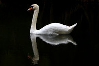 Mute Swan