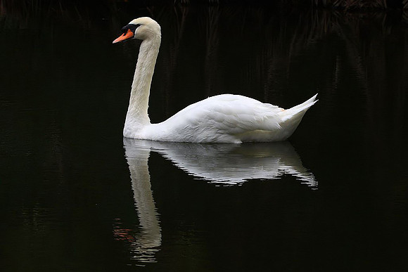 Mute Swan