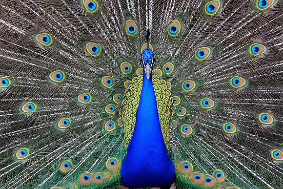 Peacock displaying