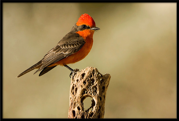 Vermilion Flycatcher