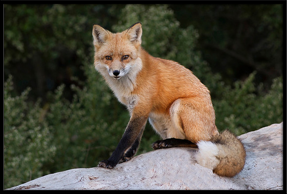 Red Fox