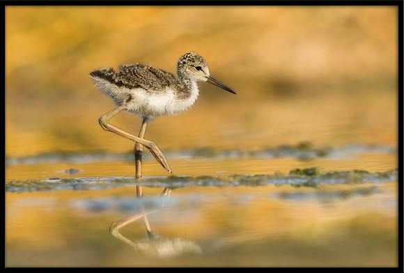 Black-necked Stilt chick