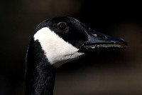 Canada Goose portrait