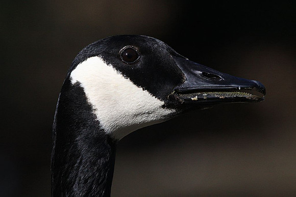 Canada Goose portrait