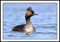 Eared Grebe