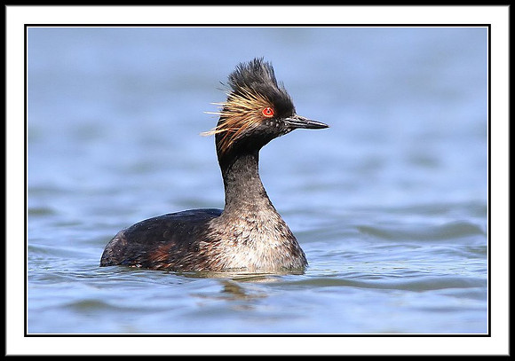 Eared Grebe