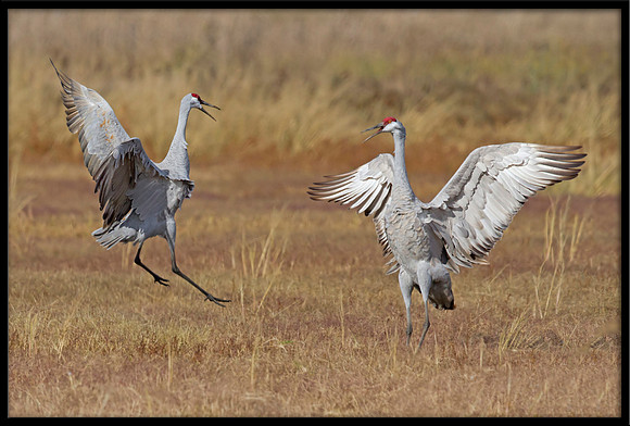 Sandhill Cranes dancing ritual