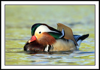 Mandarin Duck