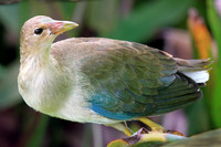 Purple Gallinule (female)