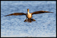 Cormorant